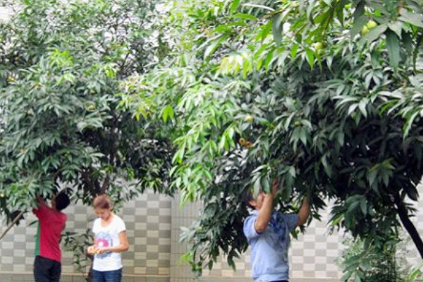 Fruit harvest DSPPA Technology Park - picking activities